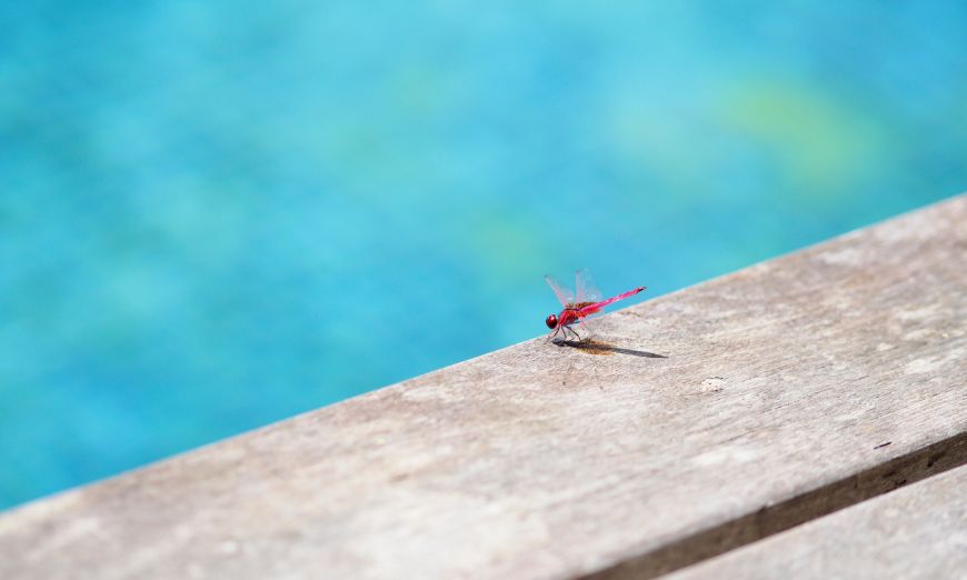 Come proteggere la tua piscina dagli insetti?